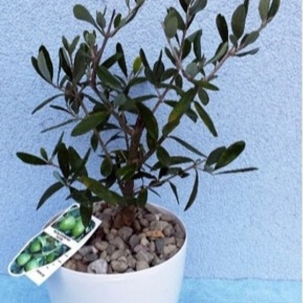 drzewko oliwne w osłonce z ozdobnym żwirkiem